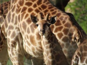 Lire la suite à propos de l’article Naissance d’un girafon en Loire-Atlantique : choisissez le prénom du nouveau-né