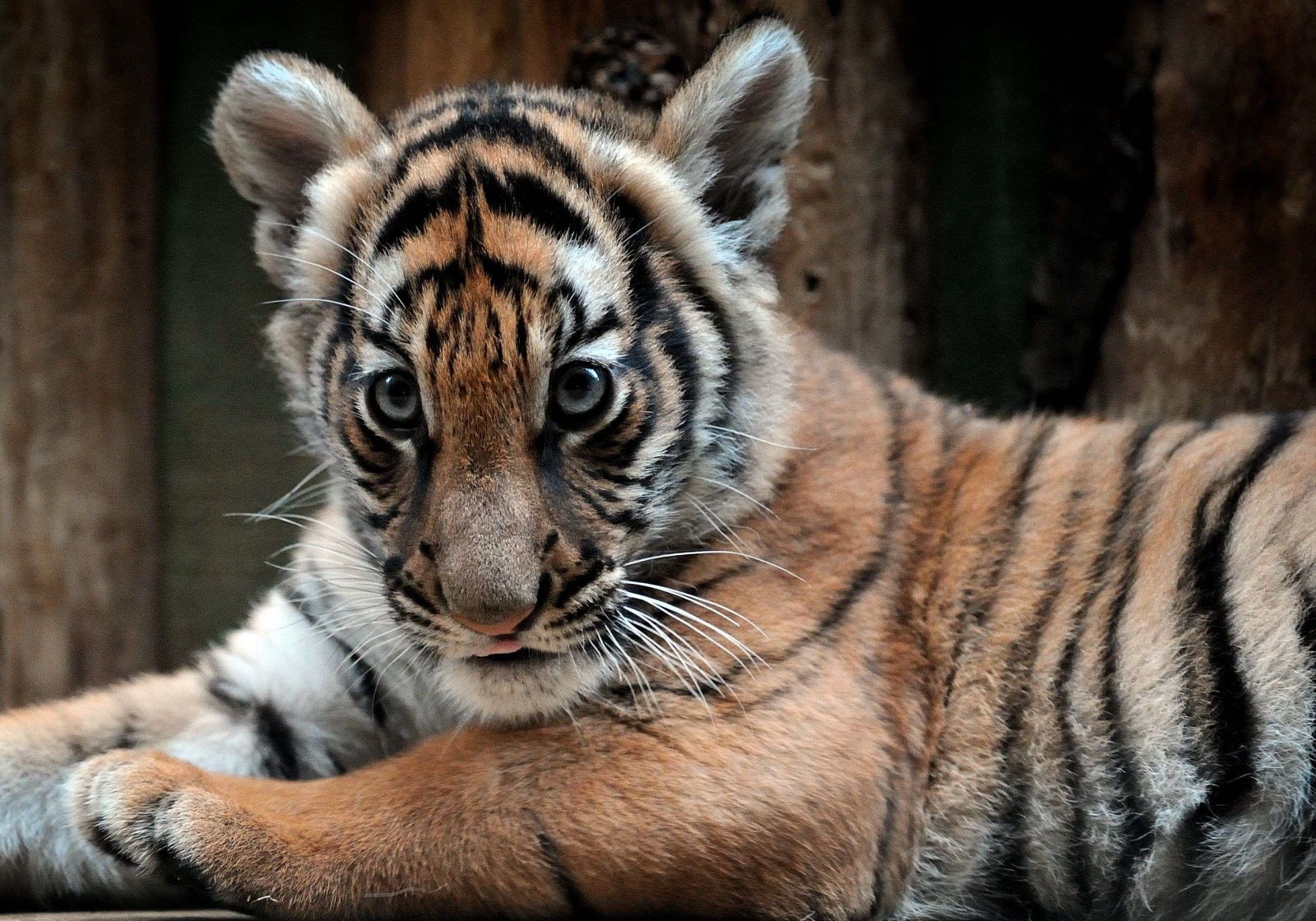 Lire la suite à propos de l’article Picardie Naissance d’un tigre de Sumatra : les internautes choisissent le prénom
